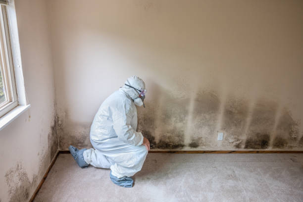 Best Black Mold Removal  in Medina, WA