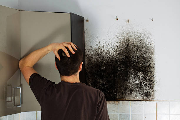 Best Commercial Mold Removal  in Medina, WA