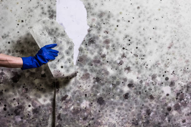 Best Attic Mold Removal  in Medina, WA