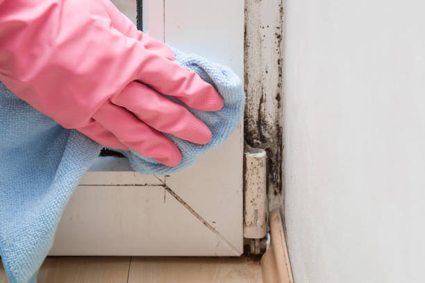 Best Mold Damage Repair  in Medina, WA