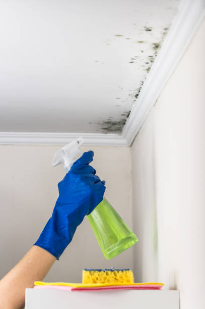 Best Fast Mold Removal  in Medina, WA