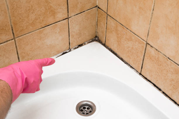 Medina, WA Mold Removal Company